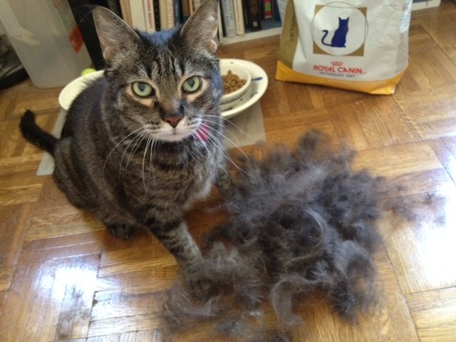 ریزش موی گربه