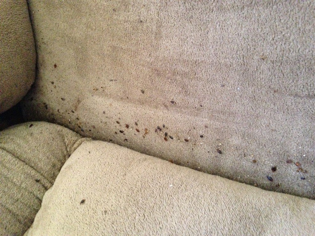 Bed Bugs on Couch